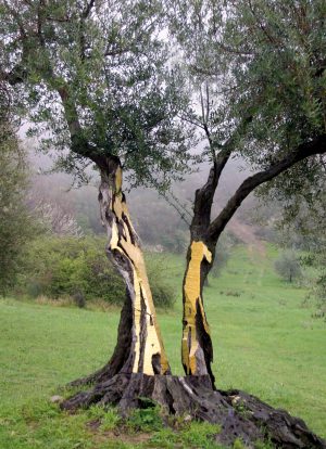 Artisto Dani Karavan Il Giardino di Daniel Spoerri Opera 72