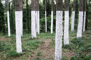 Artist Work Karl Gerstner Giardino di Daniel Spoerri Italy