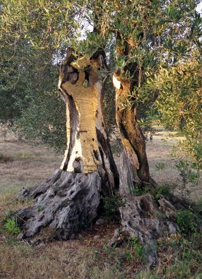 Artist Work 72-1 Dani karavan Giardino di Daniel Spoerri Italy