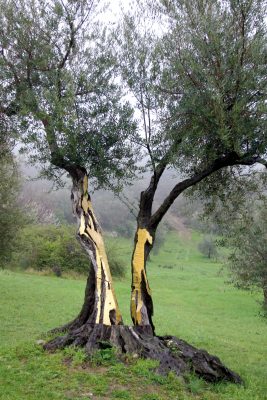 veduta Il Giardino di Daniel Spoerri