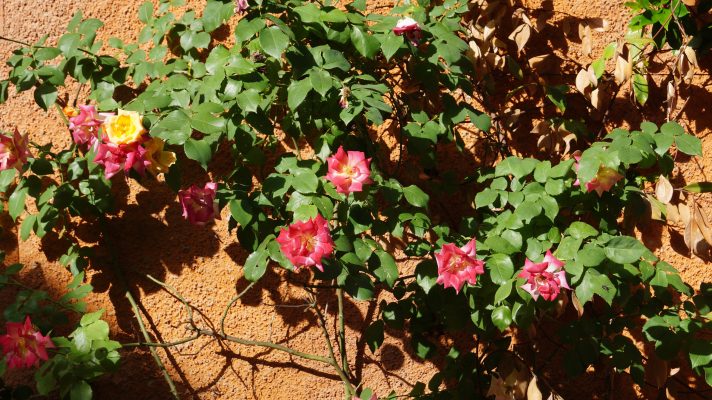 veduta Il Giardino di Daniel Spoerri