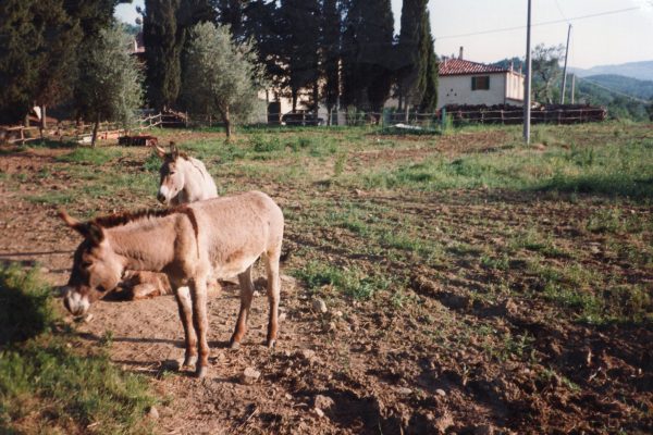 Fotografia d'epoca Il Giardino di Daniel Spoerri