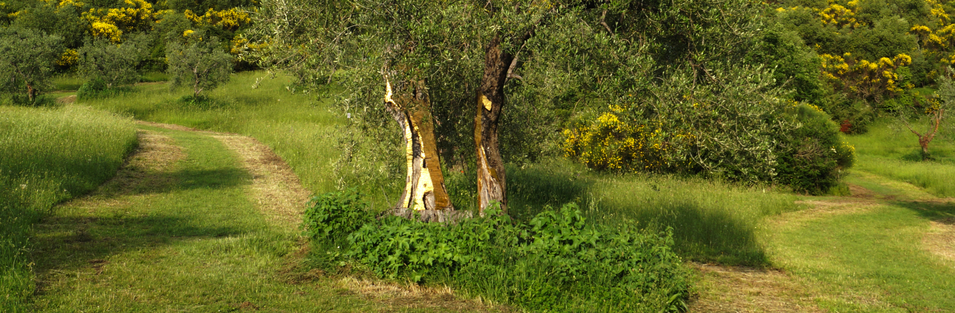 Header Dani Karavan Giardino di Daniel Spoerri