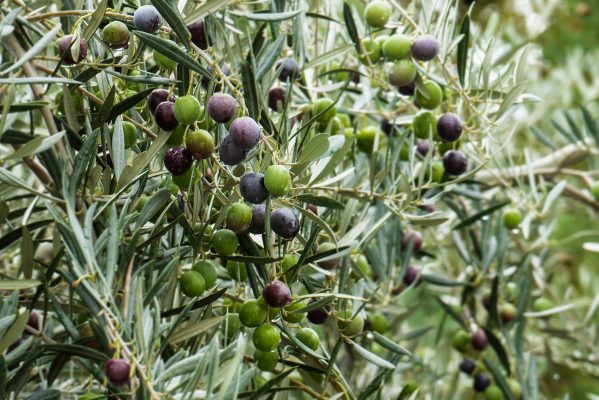 news, olive workshop, Giardino di Daniel Spoerri