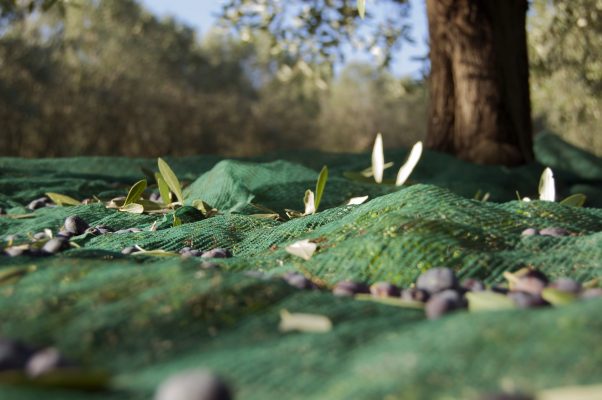 news, olive workshop, Giardino di Daniel Spoerri