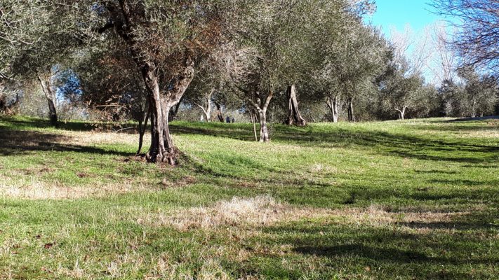 news, olive workshop, Giardino di Daniel Spoerri